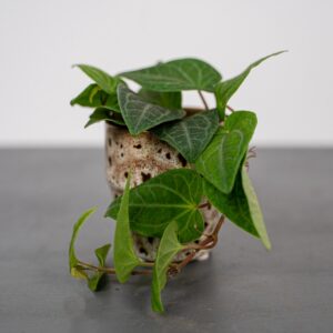 piper-ribesioides-pieprz