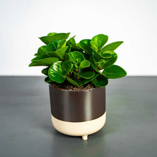 peperomia-green-gold peperomia-green-gold