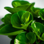 peperomia-green-gold