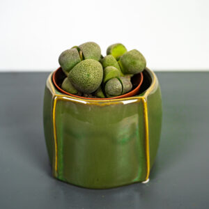 zywe-kamienie-pleiospilos-nelii-lithops