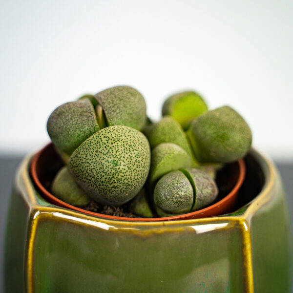 zywe-kamienie-pleiospilos-nelii-lithops zywe-kamienie-pleiospilos-nelii-lithops