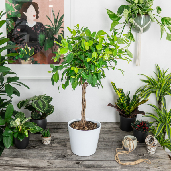 ficus-microcarpa-fikus ficus-microcarpa-fikus
