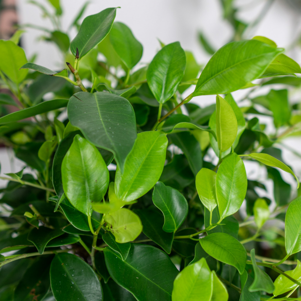 ficus-microcarpa-fikus ficus-microcarpa-fikus