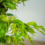 fikus-benjamina-golden-monique-ficus