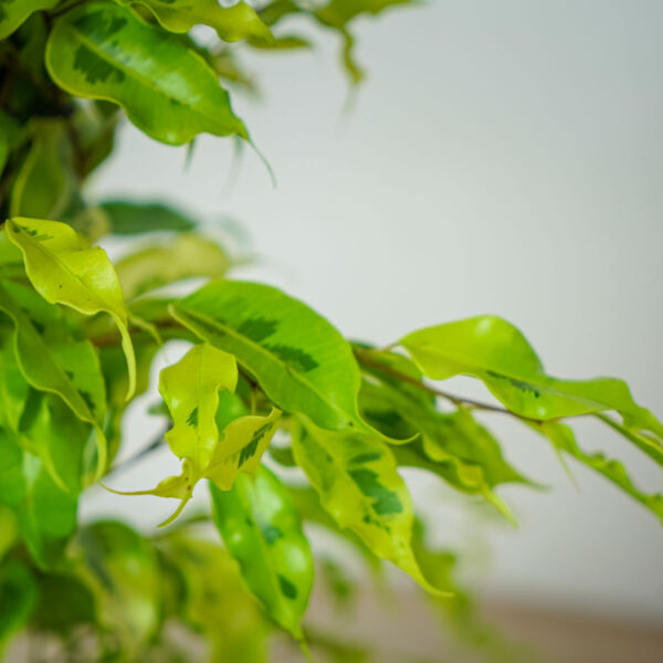 fikus-benjamina-golden-monique-ficus fikus-benjamina-golden-monique-ficus