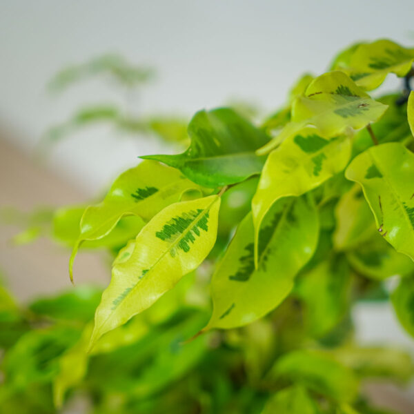 fikus-benjamina-golden-monique-ficus fikus-benjamina-golden-monique-ficus