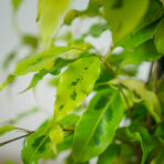 fikus-benjamina-golden-monique-ficus