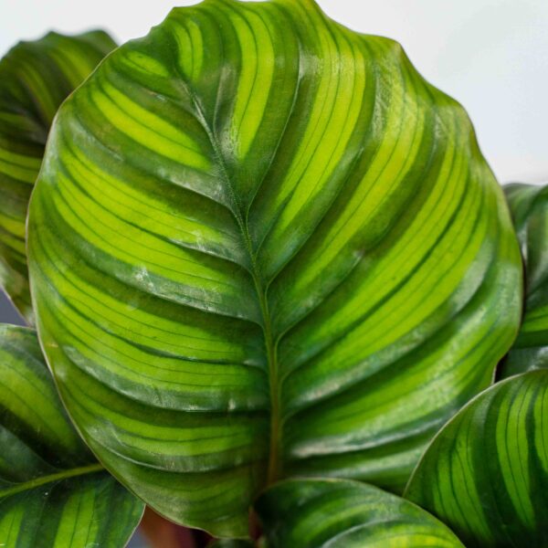 calathea-fasciata calathea-fasciata