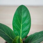 fikus-bengalski-audrey-ficus