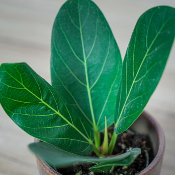 fikus-bengalski-audrey-ficus fikus-bengalski-audrey-ficus