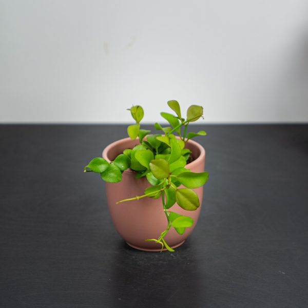 dischidia-pectinoides-geri