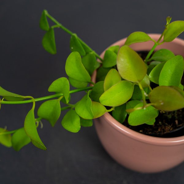 dischidia-pectinoides-geri dischidia-pectinoides-geri