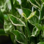 kregoslup-diabla-pedilanthus-tithymaloides