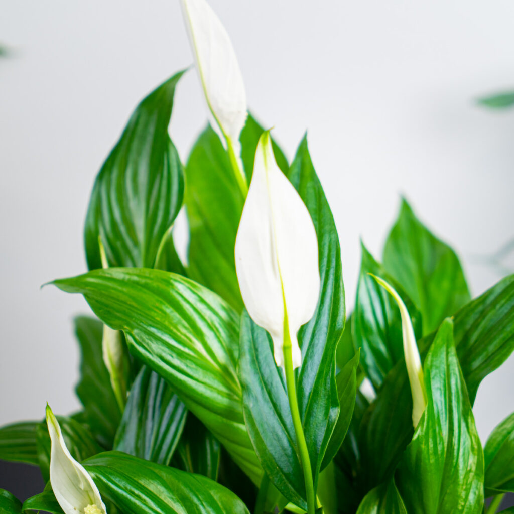 Spathiphyllum skrzydłokwiat