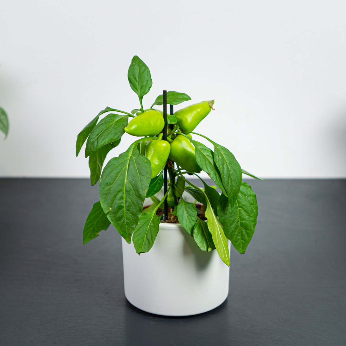 Pepper capsicum annuum (papryczka)