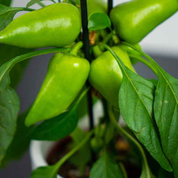 pepper-capsicum-annuum-papryczka pepper-capsicum-annuum-papryczka