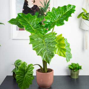 alokazja-portodora-alocasia