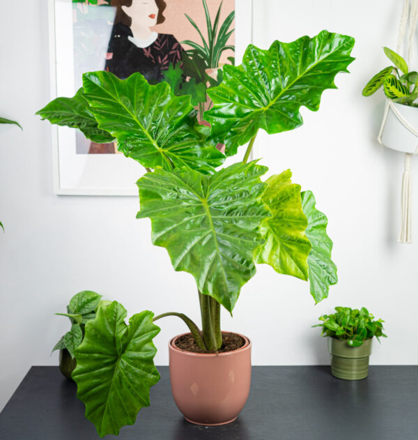 alokazja-portodora-alocasia alokazja-portodora-alocasia