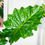 alokazja-portodora-alocasia