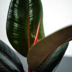 fikus-elastica-abidjan-ficus