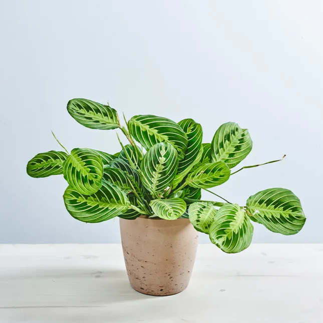 Maranta lemon lime