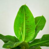 bananowiec-musa-tropicana