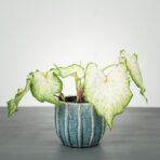 caladium-gingerland