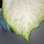 caladium-gingerland