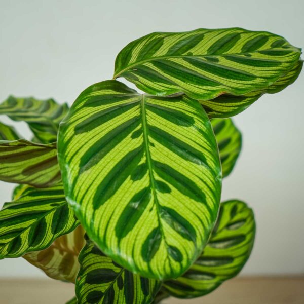 calathea-makoyana (2) calathea-makoyana