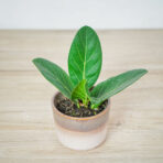 fikus-bengalski-audrey-ficus