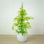 fikus-benjamina-golden-monique-ficus