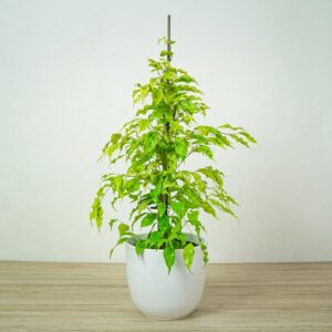 fikus-benjamina-golden-monique-ficus