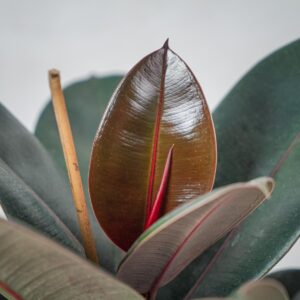 fikus-elastica-abidjan-ficus