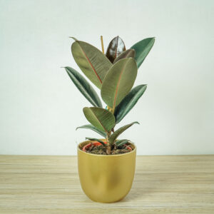 fikus-elastica-abidjan-ficus