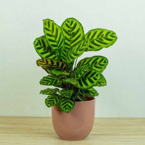 calathea-makoyana
