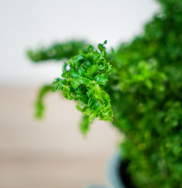 paproc-emina-nephrolepis-emina (2) paproc-emina-nephrolepis-emina