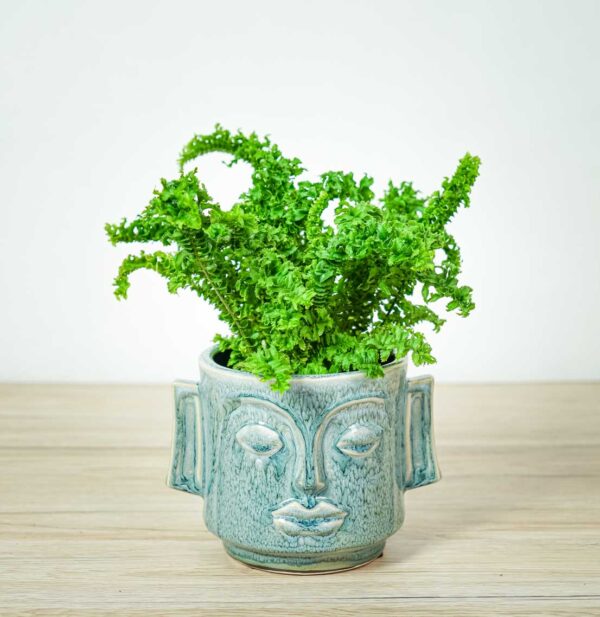 paproc-emina-nephrolepis-emina paproc-emina-nephrolepis-emina