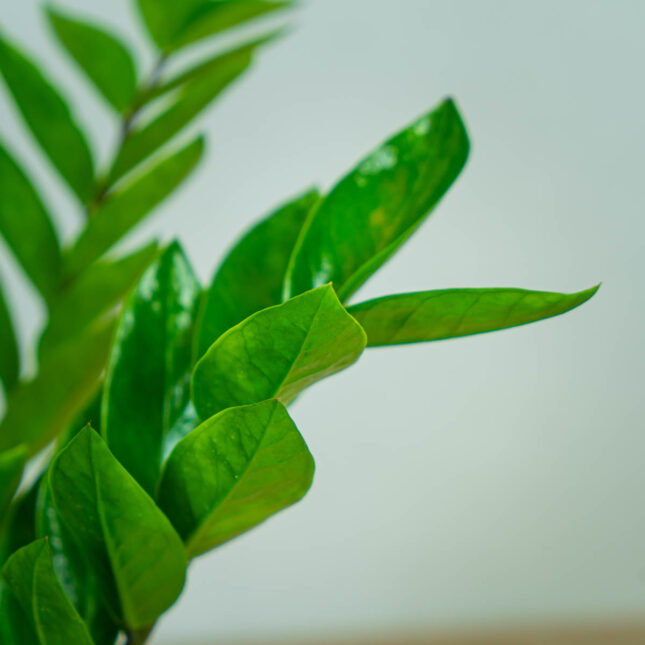 zamioculcas-zamiifolia-zamiokulkas (2) zamioculcas-zamiifolia-zamiokulkas