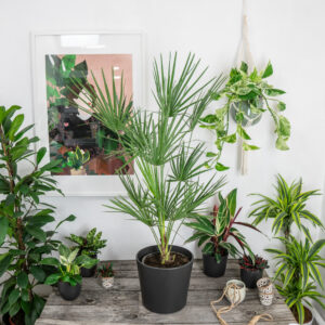 palma-karlowata-chamaerops-humilis