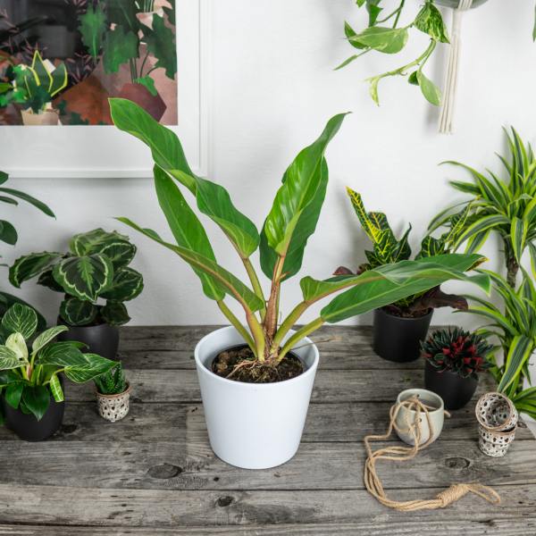 philodendron-fatboy-yellow philodendron-fatboy-yellow