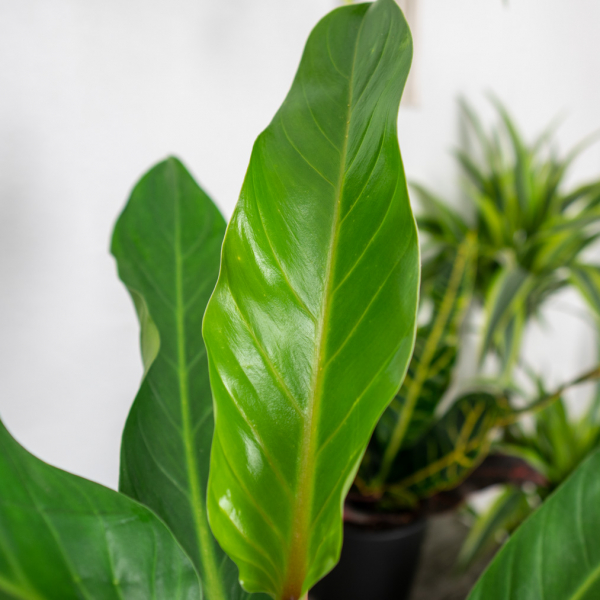 philodendron-fatboy-yellow philodendron-fatboy-yellow