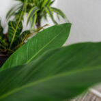 philodendron-fatboy-yellow
