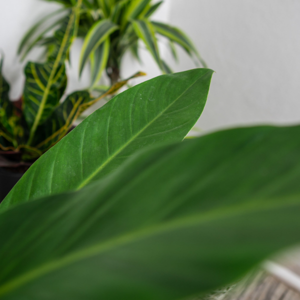 philodendron-fatboy-yellow philodendron-fatboy-yellow