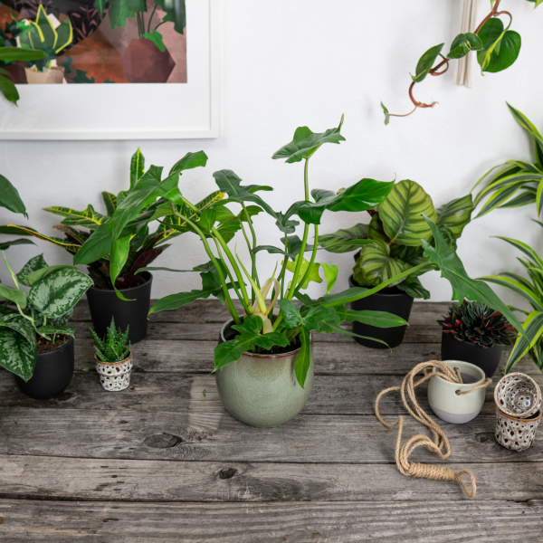 philodendron-green-dragon philodendron-green-dragon