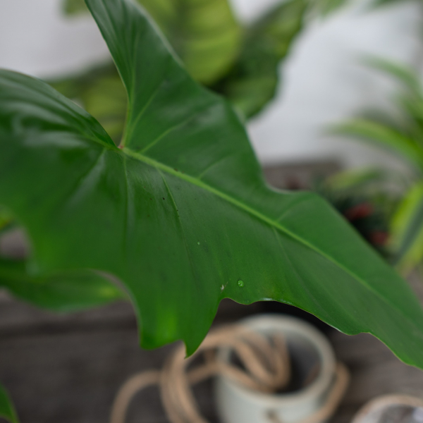 philodendron-green-dragon philodendron-green-dragon