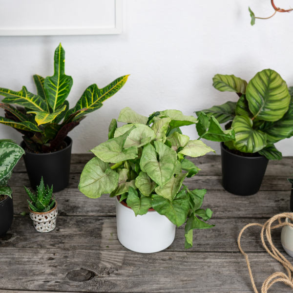 syngonium-roxanne syngonium-roxanne