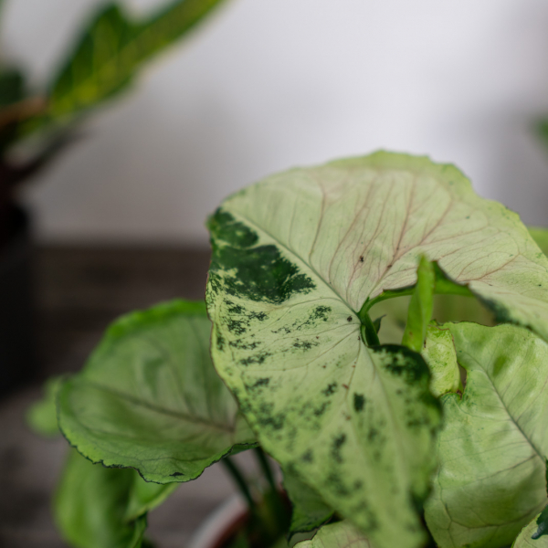syngonium-roxanne syngonium-roxanne