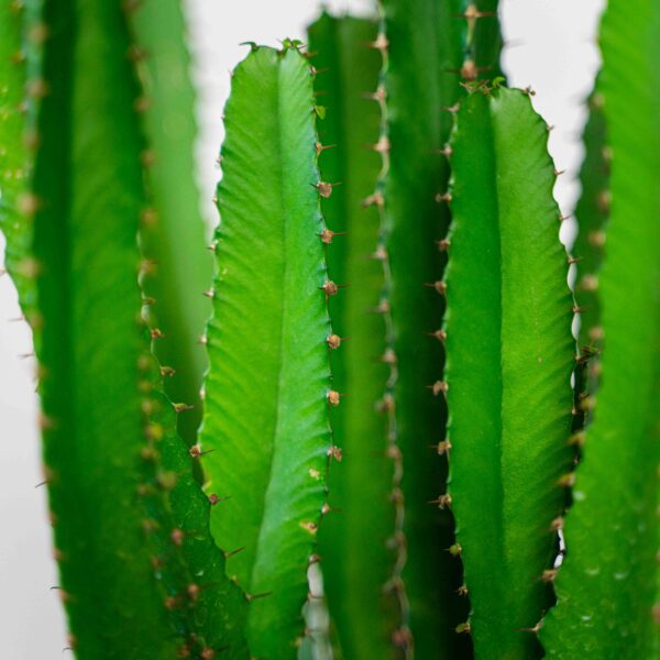 wilczomlecz-euphorbia wilczomlecz-euphorbia