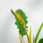 philodendron-narrow