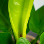 philodendron-imperial-green